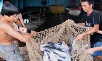 Pangasiusfisch-Export im Mekong-Delta nimmt zu
